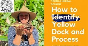 Learn How to Identify Yellow Dock (Rumex crispus) and How to Process for Medicine!
