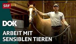 Der Pferdeflüsterer und sein Mustang – Pferdetraining im Appenzellerland | DOK | SRF