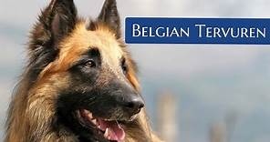 Belgian Tervuren | Facts You Didn't Know!