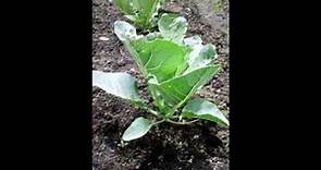 TIME LIFE (Brassica oleracea var. botrytis)