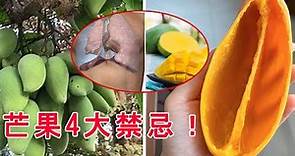 吃芒果4大禁忌！芒果不能和它同吃，不然整個腎臟就要壞了！這四類人千萬不要吃，否則只能送醫了！