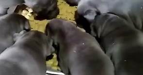 New... - Cane Corso puppies for sale in north Carolina