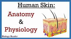 Human Skin | Anatomy and Physiology