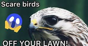Scare birds away sounds. Bird Repellent 8+ hours Hawk, Eagle, Owl, Shouting, Cat, Fox, Etc.