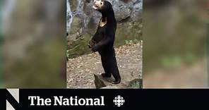 This sun bear might move like a human — but it is, in fact, a bear