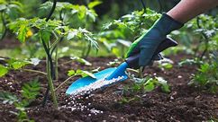 10 Tips for Using Vegetable Garden Fertilizer Effectively