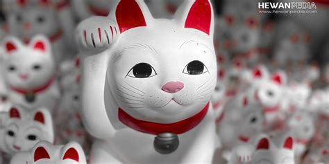 Budaya Populer Jepang Kucing