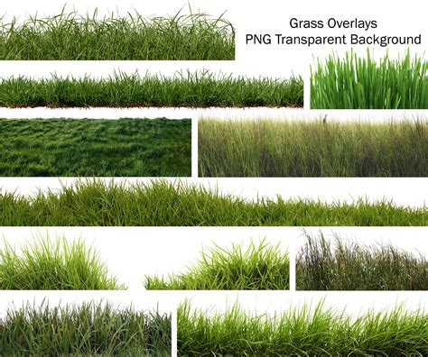 Grass