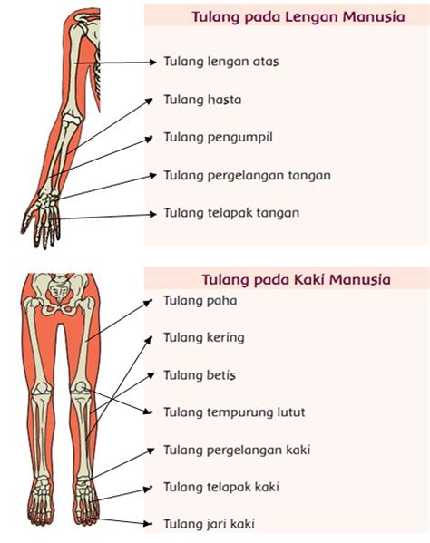 Alat Gerak Kambing: Perkembangan dan Jenis di Indonesia