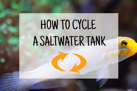 Cycling Your Saltwater Tank