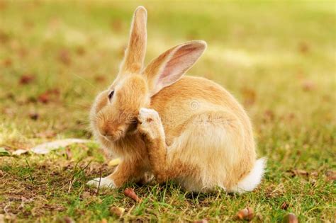 rabbit scratching