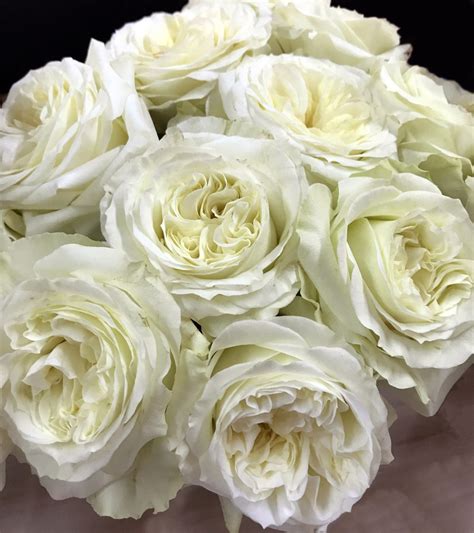A Beginner’s Guide to Growing White Garden Roses