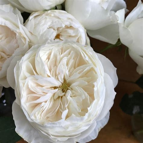 Growing and Caring for White Cloud Roses: A Complete Guide