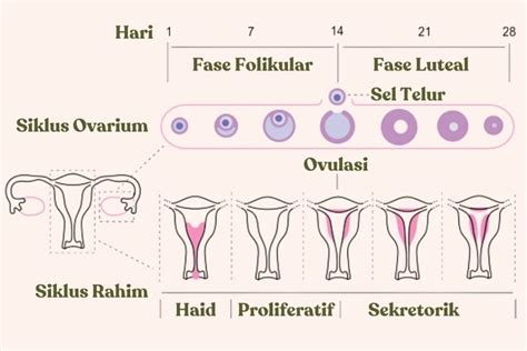 Perubahan pada Pola Menstruasi