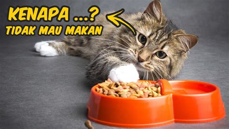 Penyebab Kucing Tidak Mau Makan