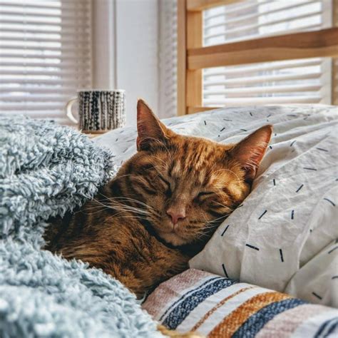 猫と一緒にベッドで寝る写真