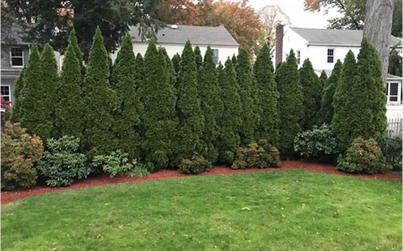  Arborvitae For Privacy Fence: A Complete Guide 