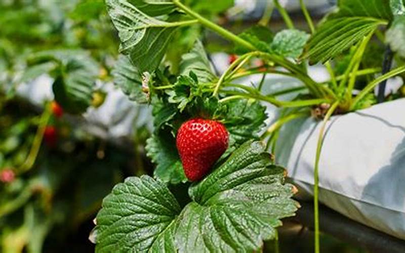 are hydroponic strawberries organic