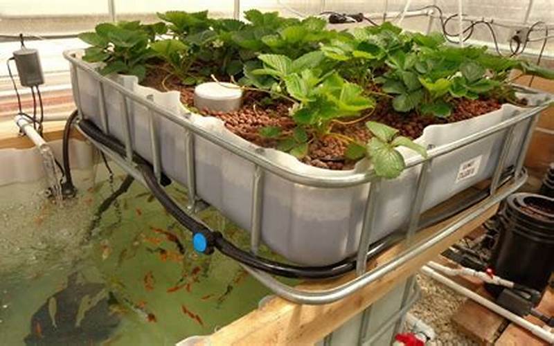do you need worms in aquaponic rock grow bed