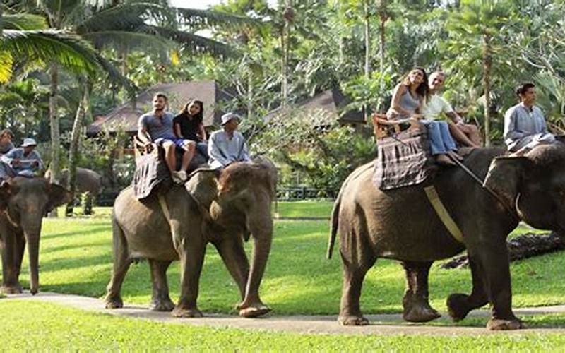  Elephant Safari Park Bali Prix 