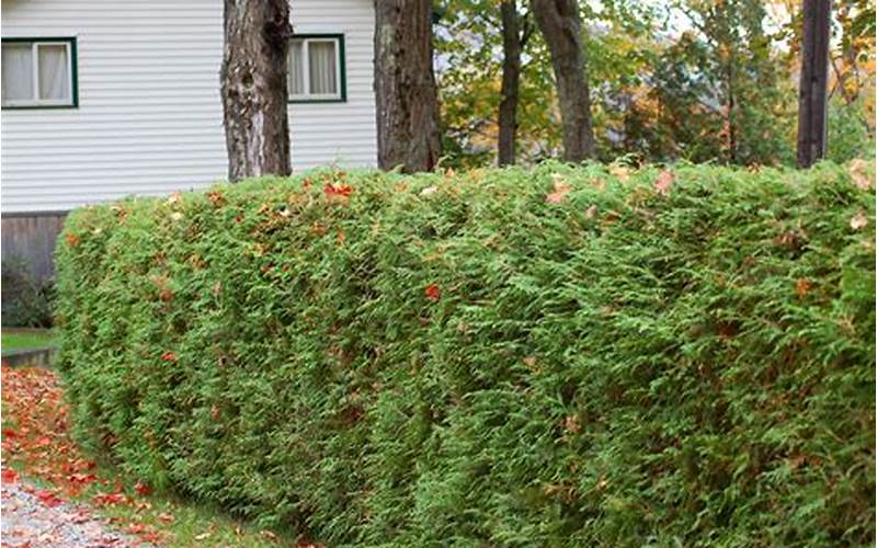  Everything You Need To Know About Privacy Fence Bushes 