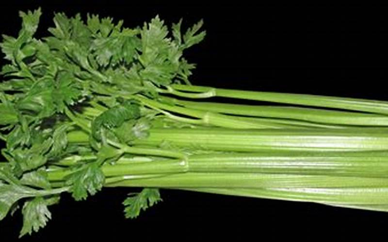  Fresh And Vibrant: Celery 