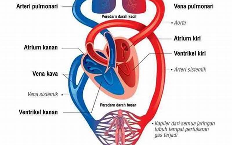  Fungsi Arteri Dan Vena 