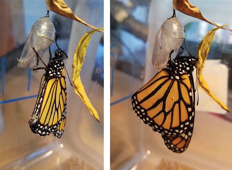  How to Release Monarch Butterflies After Hatching? 