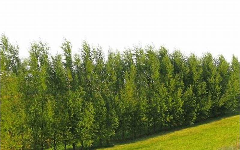 Hybrid Willowtree Privacy Fence: The Ultimate Guide 