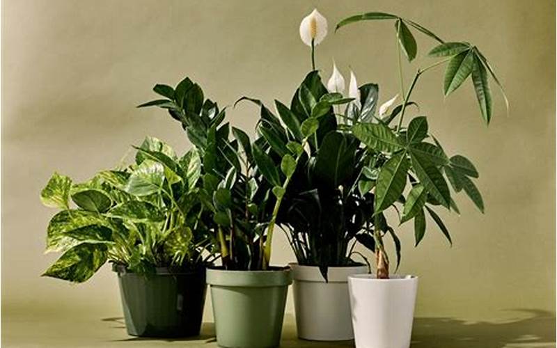  Indoor Plants 