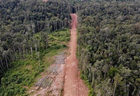 Gambar Jelajah Hutan Papua Yang Alami