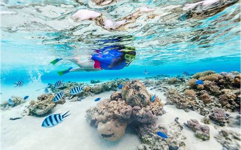  Menikmati Keindahan Bawah Laut Dengan Paket Snorkeling 