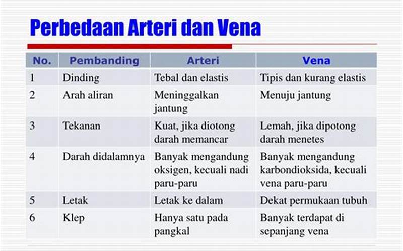  Perbedaan Arteri Dan Vena 