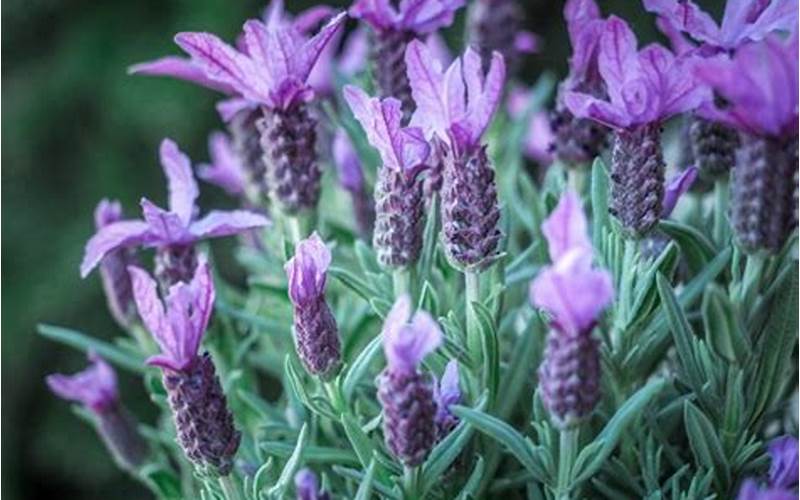 Tips For Growing And Caring For Trees With Lavender Flowers 