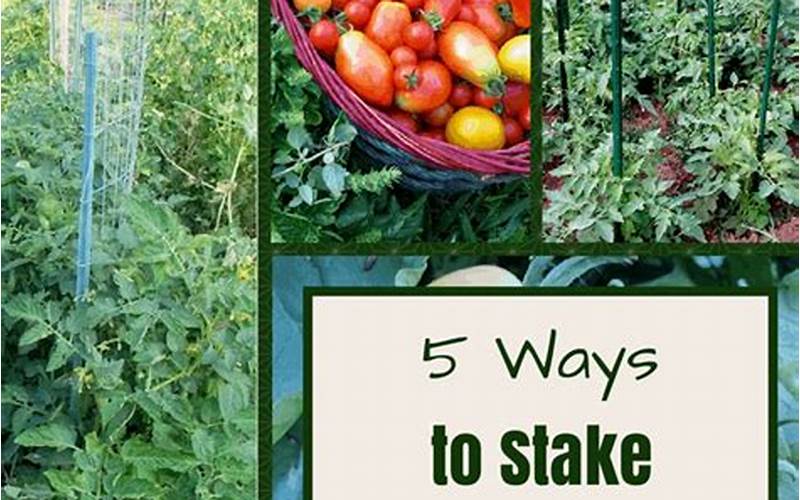  Tips For Staking Tomatoes