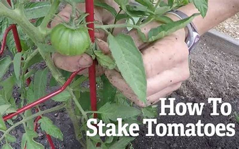how to stake tomatos