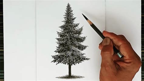 How To Draw A Pine Tree