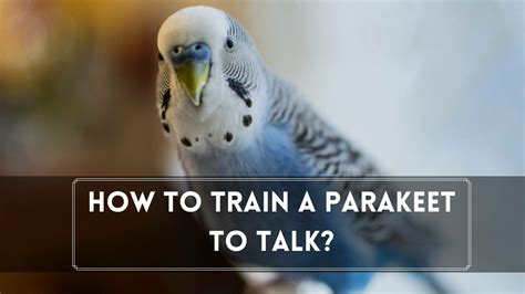 How To Train A Parakeet To Talk