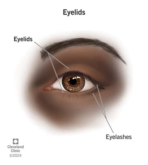 Function of Eyelashes