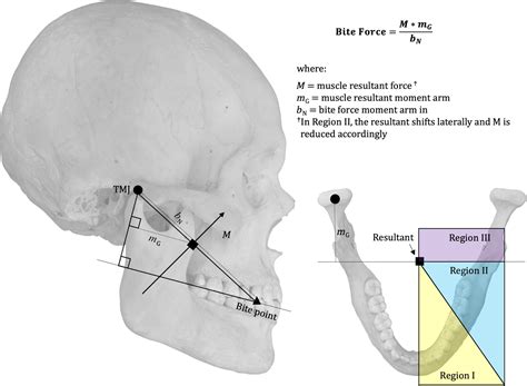 $Strength of the Tooth and Bite Forces$