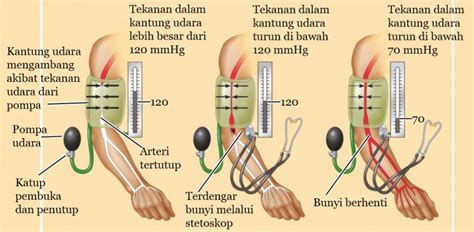 $Teknik Mengukur Tekanan Darah dengan Tensimeter dan Hukum yang Berlaku$