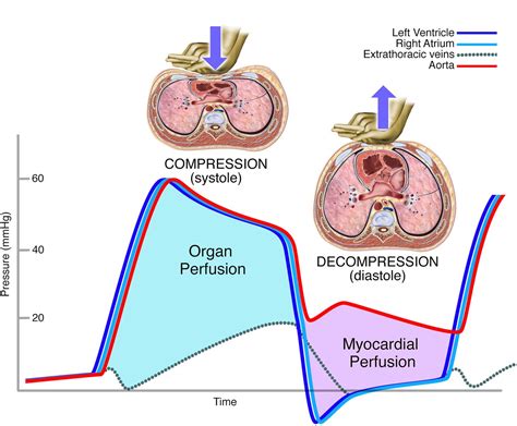 $compression phase$