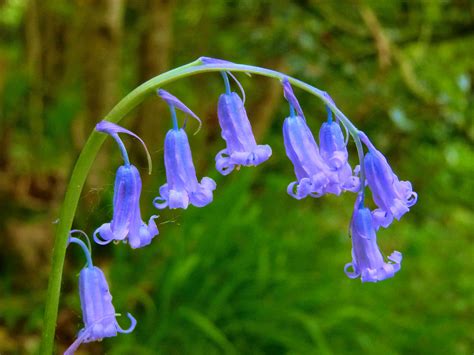 Bluebell,