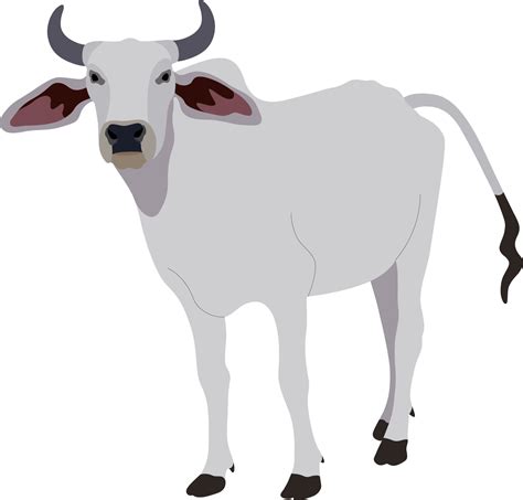 Brahman