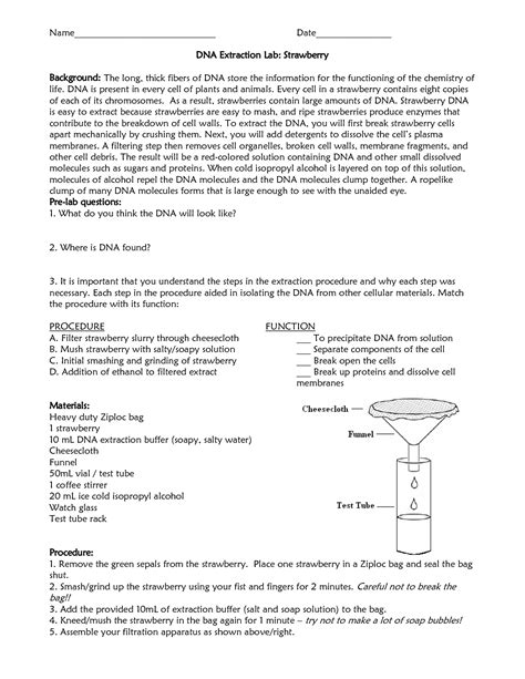 Components of DNA Extraction Lab