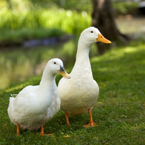 Ducks