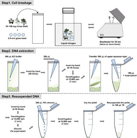 Importance of Wiring Diagrams in DNA Extraction