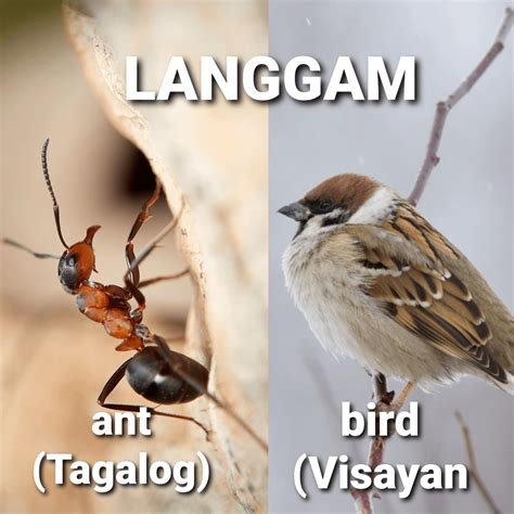 Langgam
