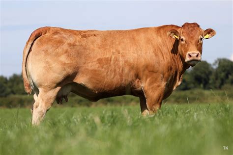 Limousin