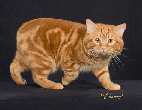 Manx